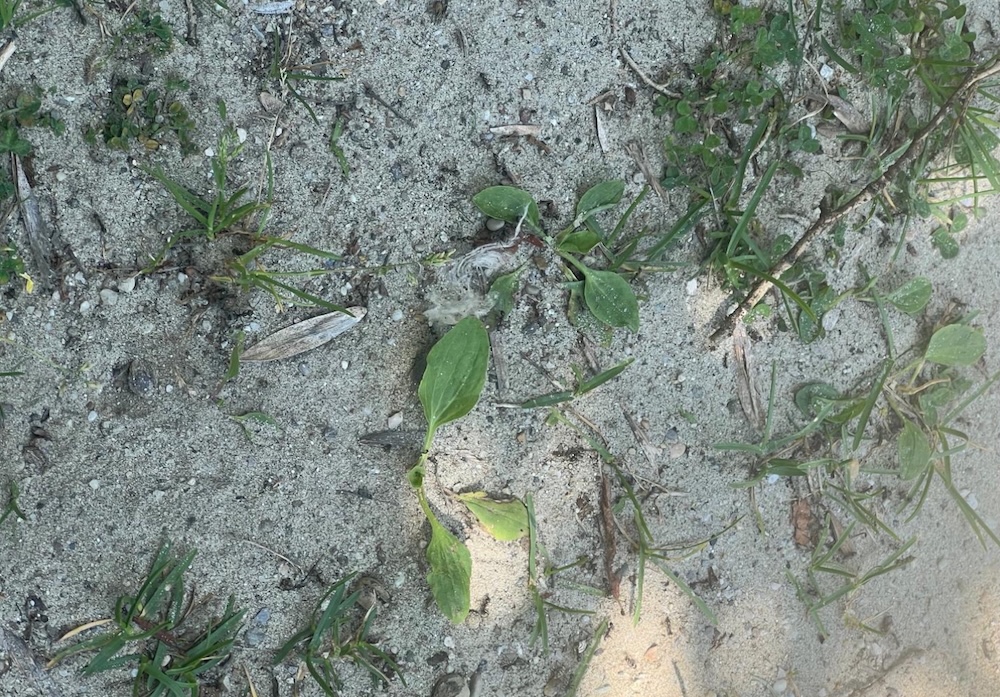 Sand